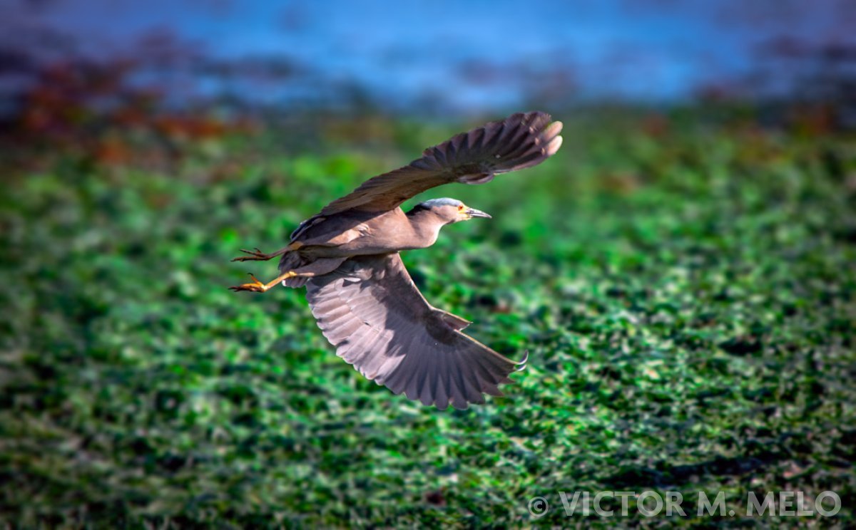 Una Garza Bruja (Nycticorax nycticorax)