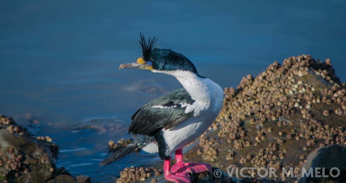 Cormorán Imperial Leucocarbo atriceps