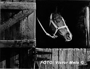 victor Melo